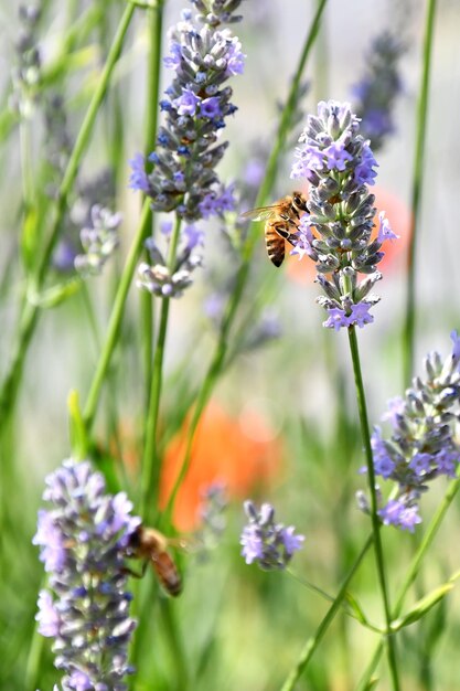 Las abejas vuelan entre las flores de colores en busca de néctares en el trabajo