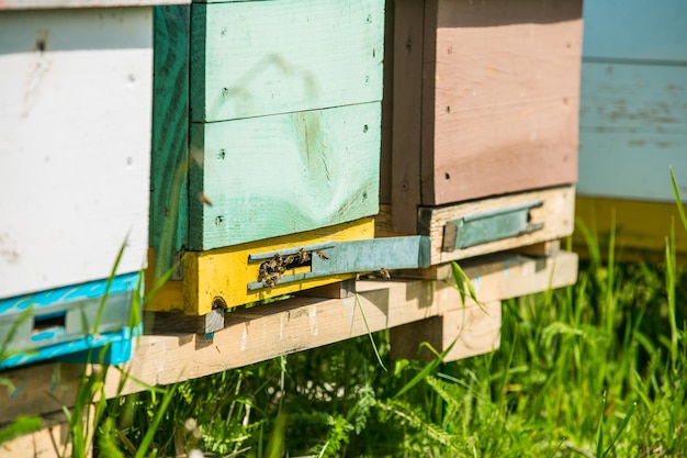 Las abejas vuelan a las tablas de aterrizaje y entran en la colmena abejas que vuelan a la colmena Las abejas defienden las colmenas en el colmenar abejas listas para la temporada de primavera de miel