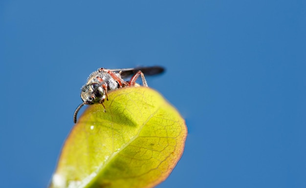 Foto abejita hermosa abejita caminando en un jardín vista a través de un enfoque selectivo de lente macro