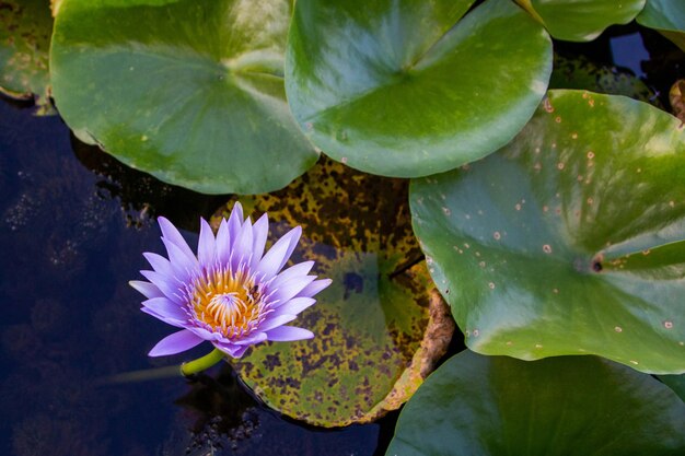 Foto la abejita que está chupando el néctar de la flor de loto púrpura