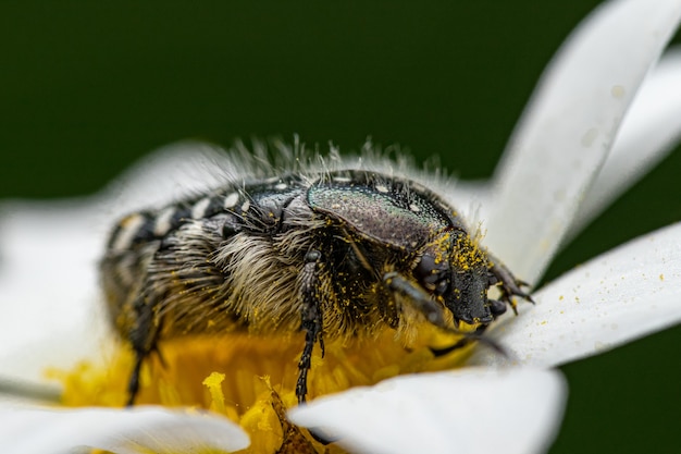 Abejorro alimentándose de néctar de una flor de margarita