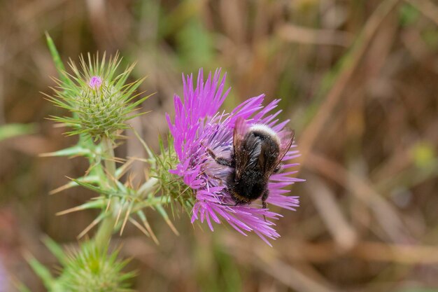 Foto el abejorro canario bombus canariensis el hierro españa