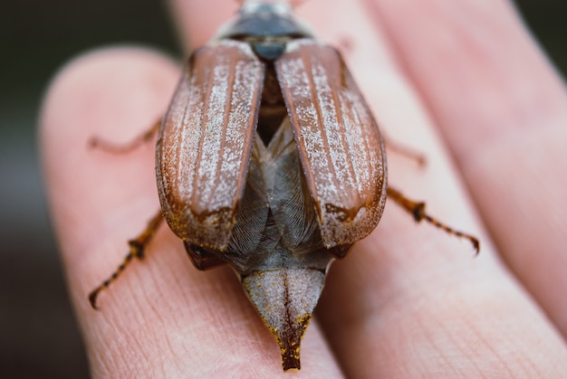 Abejorro, chafer de verano. Macro