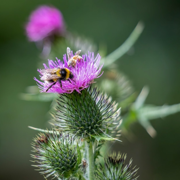 Abejorro de cola de ante (Bombus terrestris) recolectando polen de un cardo