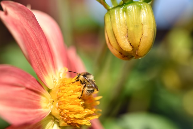 Abejorro come polen en una flor amarilla