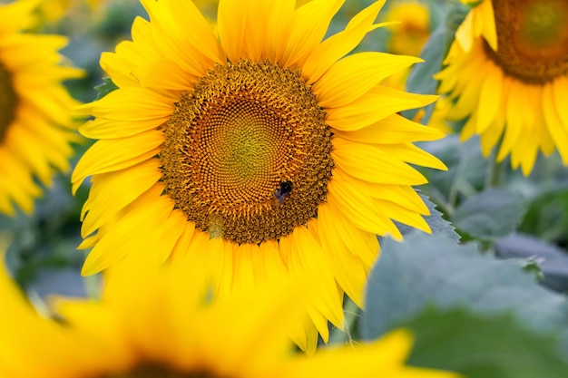 Un abejorro cubierto de polen y recogiendo néctar de un girasol amarillo