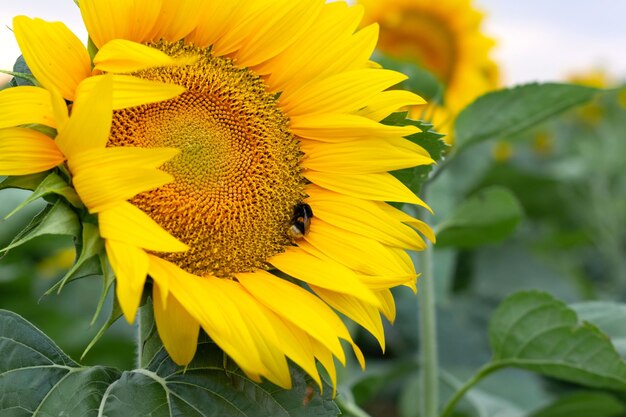 Un abejorro cubierto de polen y recogiendo néctar de un girasol amarillo
