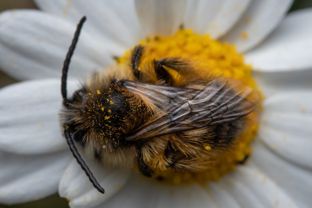 Abejorro esponjoso sobre una flor de margarita en un jardín bebiendo néctar