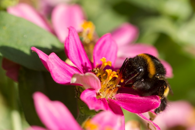 Un abejorro está comiendo una flor rosa. De cerca