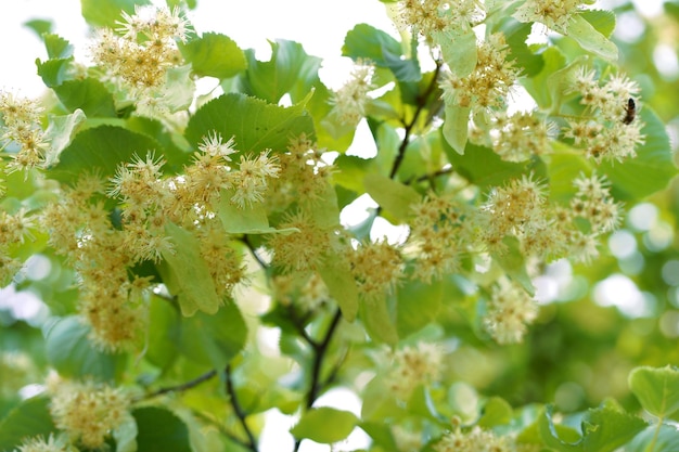 Un abejorro extrae polen de un tilo Un primer plano macro de un abejorro recogiendo polen de una hermosa flor