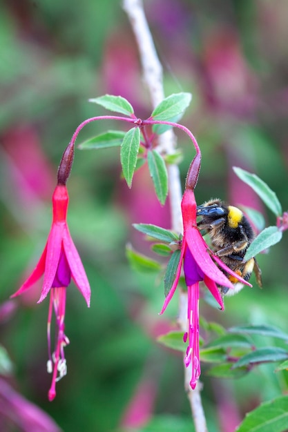 abejorro en una flor fucsia regia polinización y biodiversidad de especies