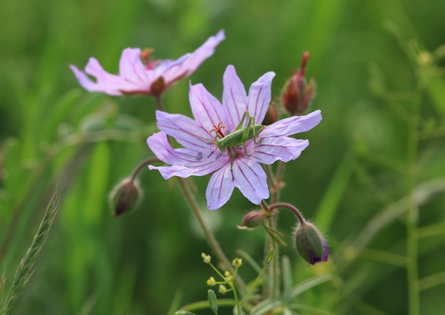 abejorro en una flor