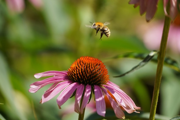 Foto abejorro en una flor