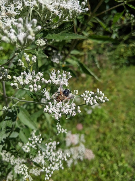 El abejorro en flores blancas con un fondo verde suave