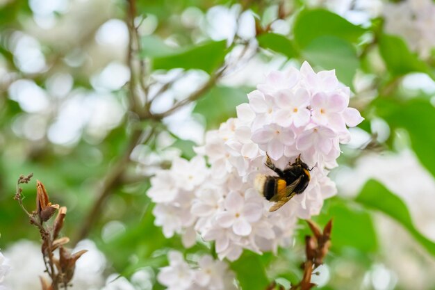 El abejorro Flores florecientes de primavera Hermosas flores florecientes de árbol lila El concepto de primavera Las ramas de lila en un árbol en un jardín