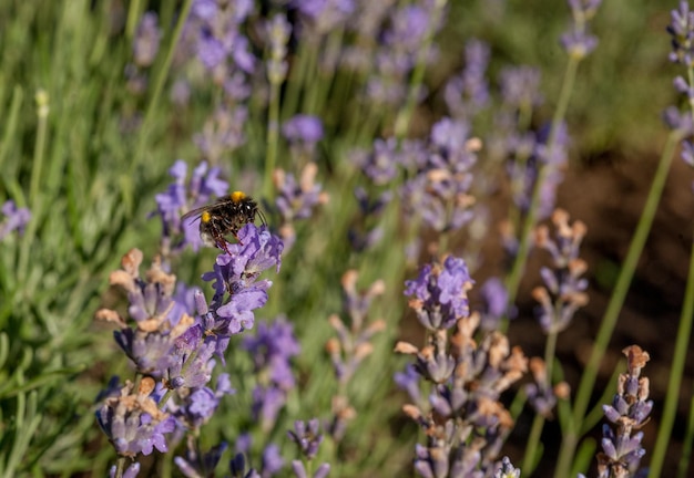 Abejorro en flores de lavanda de cerca