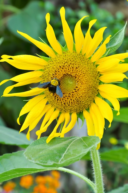 Abejorro y girasol