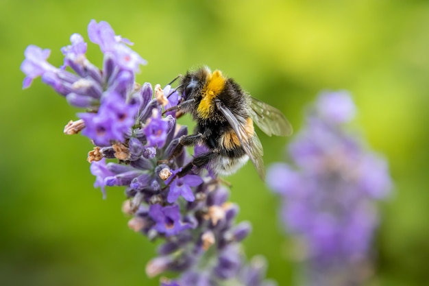 Abejorro en lavanda cerrar