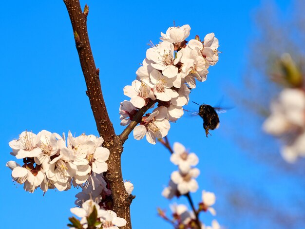 Abejorro o abeja contra el cielo azul en flores rosadas blancas y ramas de cerezo