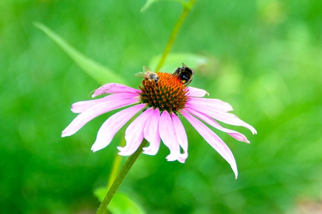 Un abejorro poliniza y recoge el néctar de una flor de lupino