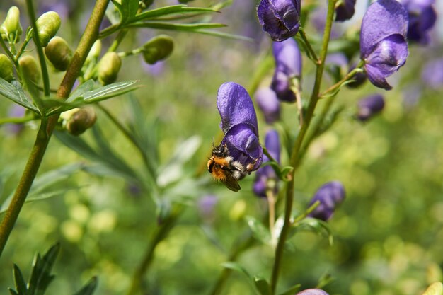 Abejorro en primer plano de flor de acónito sobre fondo borroso