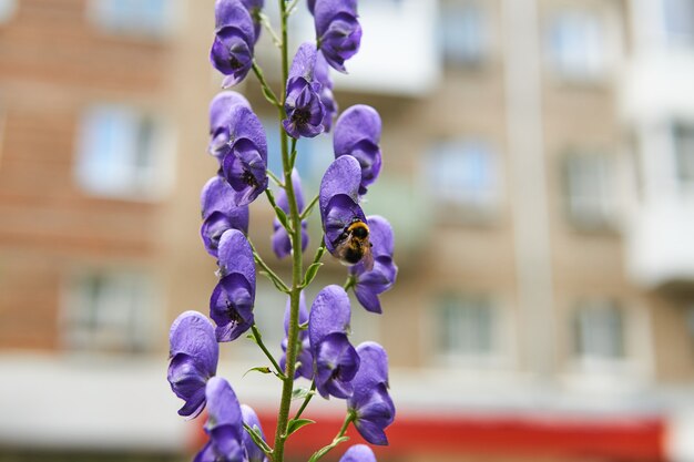 Abejorro en primer plano de flor de acónito sobre fondo urbano borroso