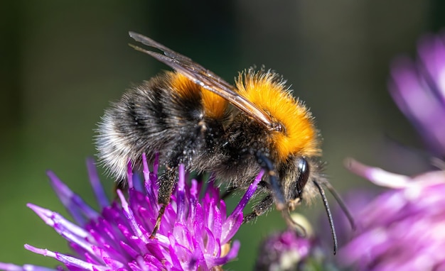 El abejorro recoge el néctar de la flor Macro de primer plano