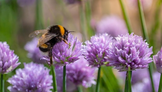 Foto el abejorro recoge el néctar de las flores de la cebolla púrpura allium schoenoprasum en el jardín