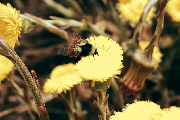 Un abejorro recoge polen en flor amarilla