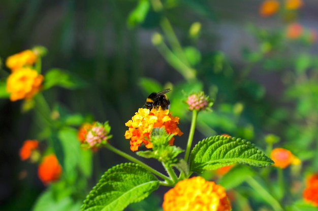 un abejorro recoge polen en una flor naranja brillante sobre un fondo floral en el parque