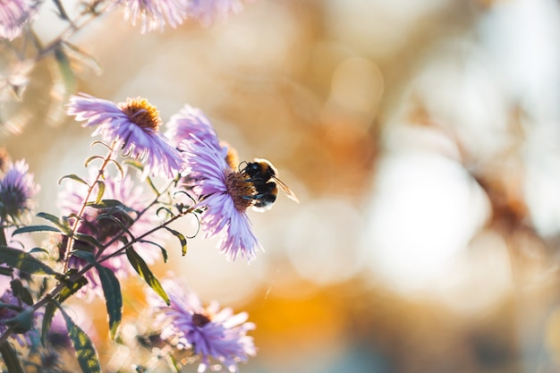 Abejorro recogiendo néctar con flores de otoño púrpura claro