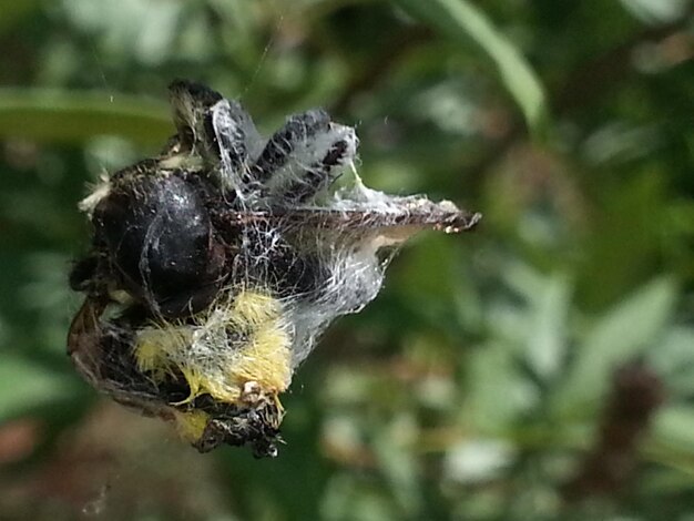 El abejorro en la red de araña