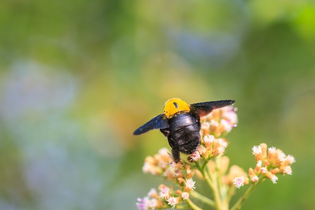 Abejorro sentado en flor silvestre