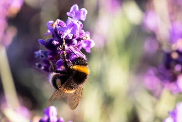 Abejorro sobre fondo de verano de flor de lavanda en color lavanda