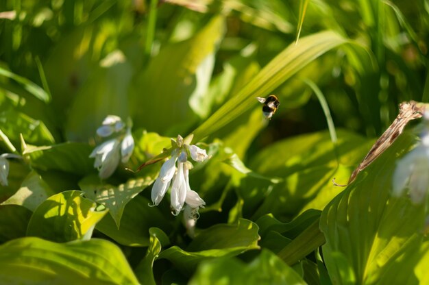 Abejorro volador. Plantas verdes e insectos Insectos en la vida silvestre Enfoque selectivo Borroso