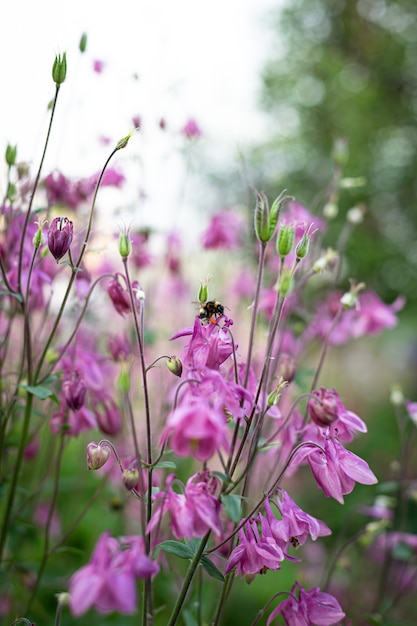 El abejorro vuela y poliniza las flores rosadas. Primer plano borroso. Jardín.