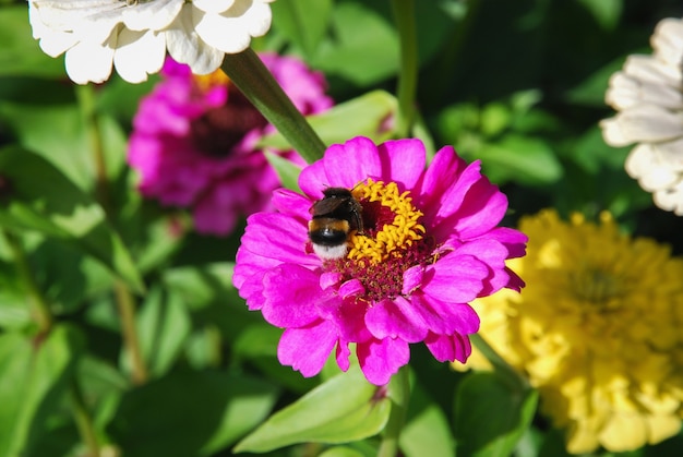 Abejorro en Zinnia elegans flor en jardín de verano