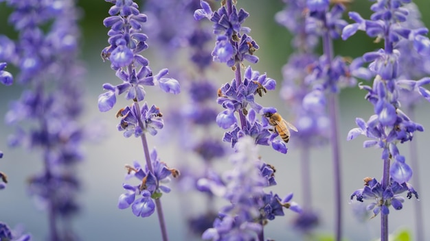 Abelha à procura de néctar de flores roxas de lavanda. Conceito animal