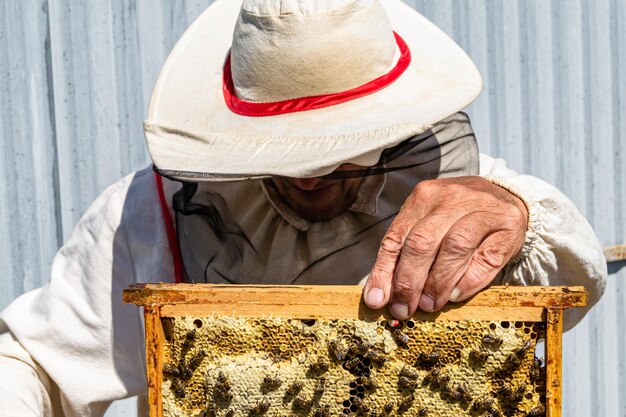 Abelha alada voa lentamente para o apicultor coleta néctar em apiário privado de flores vivas Apiário consistindo de pó de flores de apicultor de aldeia nas pernas de abelha Apicultor para abelhas em fundo grande apiário