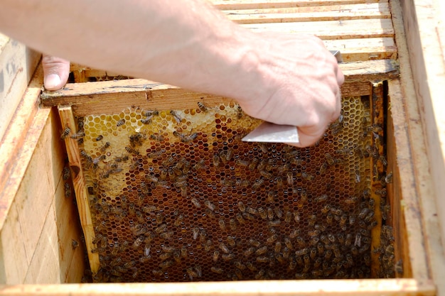 Abelha alada voa lentamente para o apicultor coleta néctar em apiário privado de flores vivas Apiário consistindo de pó de flores de apicultor de aldeia nas pernas de abelha Apicultor para abelhas em fundo grande apiário