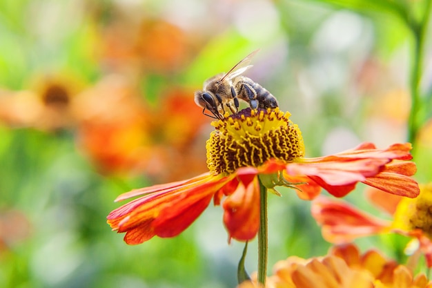 Abelha bebendo néctar de uma flor