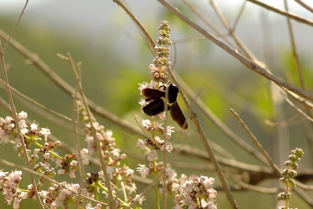 Abelha carpinteira procurando comida em uma flor em um jardim em um dia ensolarado