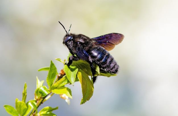 Foto abelha carpinteira sentada em um galho de árvore