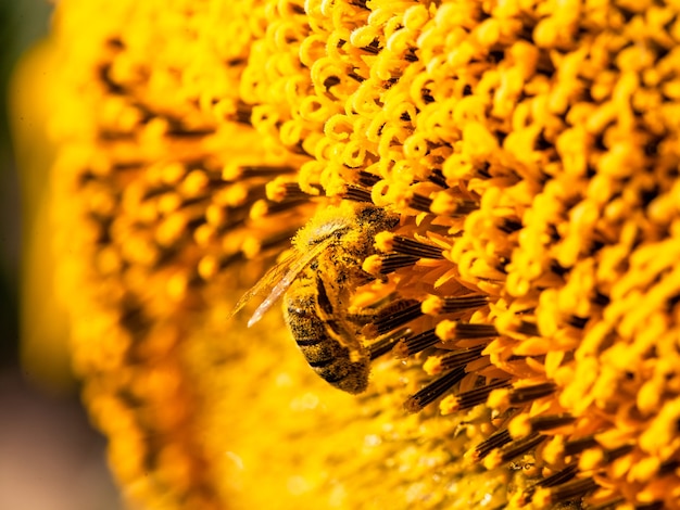 Abelha coberta com pólen amarelo coletando néctar de girassol sentado no girassol