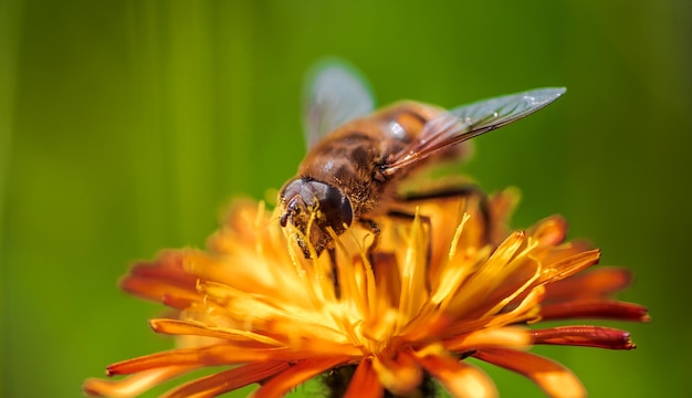 Abelha coleta néctar da flor crepis alpina