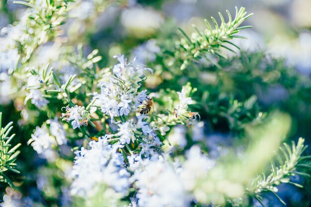 Abelha coleta néctar de flores azuis em um raminho de alecrim