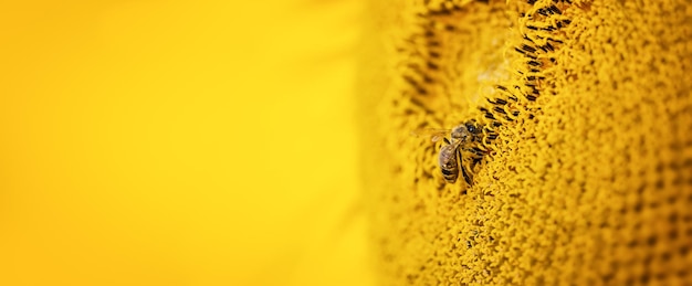 Abelha coleta néctar de um banner de flor de girassol photo