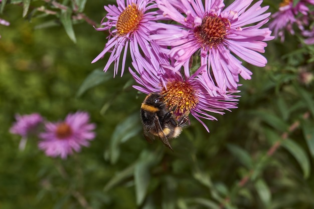 abelha coleta o último néctar e pólen de flores perenes de áster