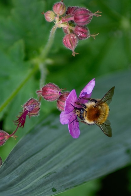 Abelha coleta pólen da flor