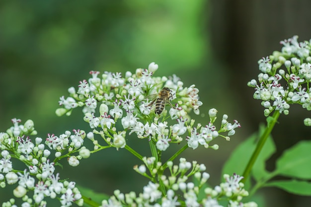 Abelha coleta pólen ou néctar da inflorescência branca de valeriana no verão na floresta. planta medicinal usada para produção de medicamentos, sedativos, sedativos